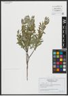 Foto von Salix alba L.